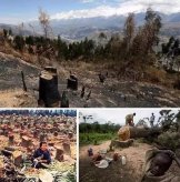 专家预言：缅花将灭绝，涨价势不可挡！