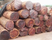 缅甸花梨木成材价格不断暴涨，十年前跟现在的