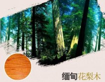 缅甸花梨原木价格是多少？真假缅甸花梨鉴别